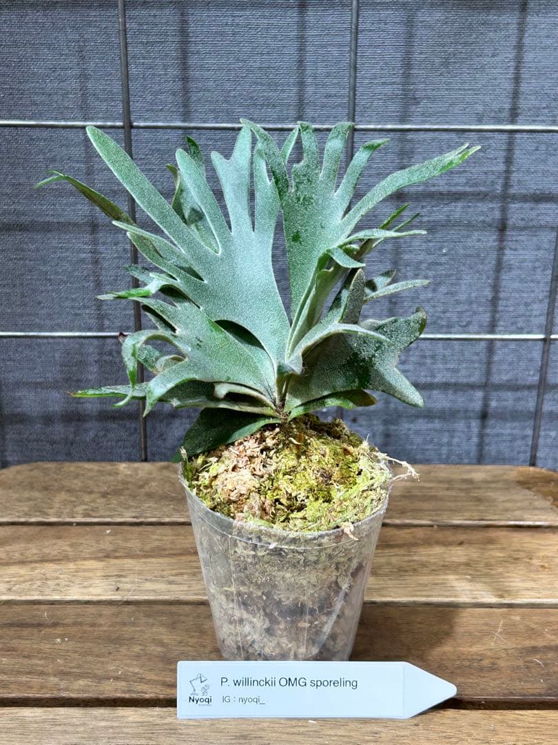 こやまP. Omg(spore) 【14】と[10]おまとめ、速達