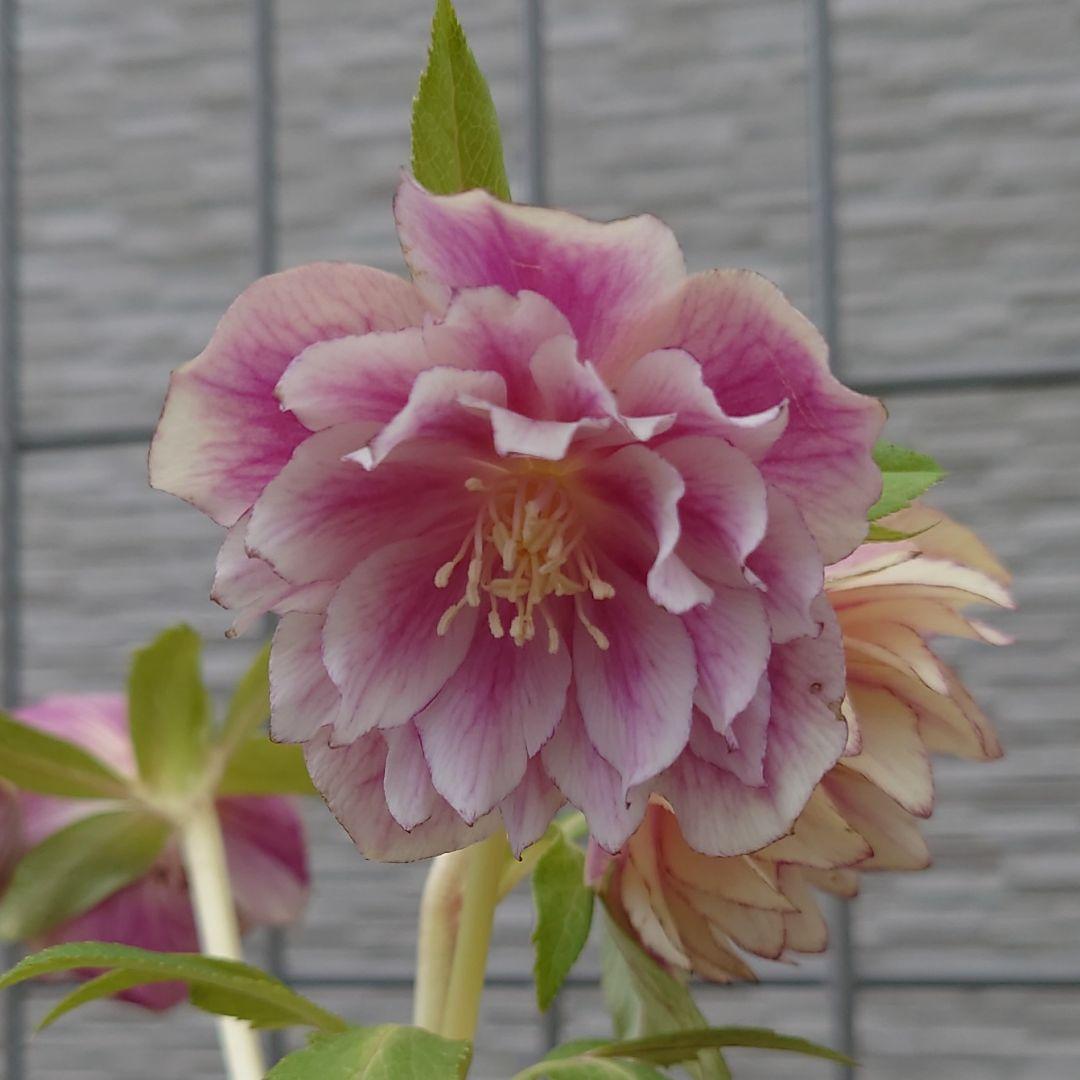 ラ*ち様 クリスマスローズ 広瀬園芸 ddピンクぼかしオーレア② 株分け