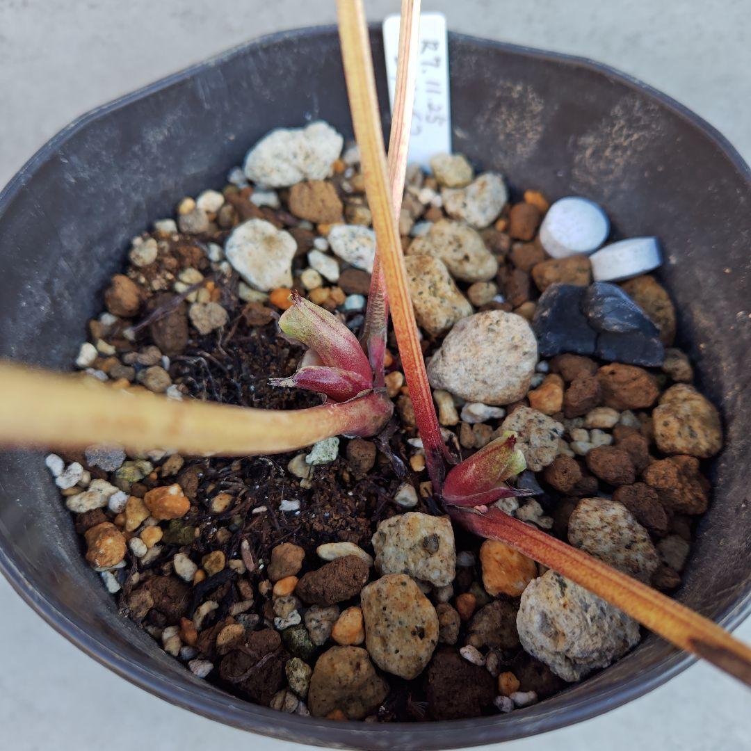 ラ*ち様 クリスマスローズ 広瀬園芸 ddピンクぼかしオーレア② 株分け