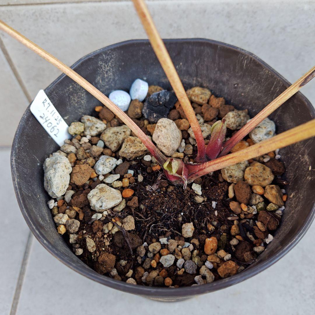 ラ*ち様 クリスマスローズ 広瀬園芸 ddピンクぼかしオーレア② 株分け