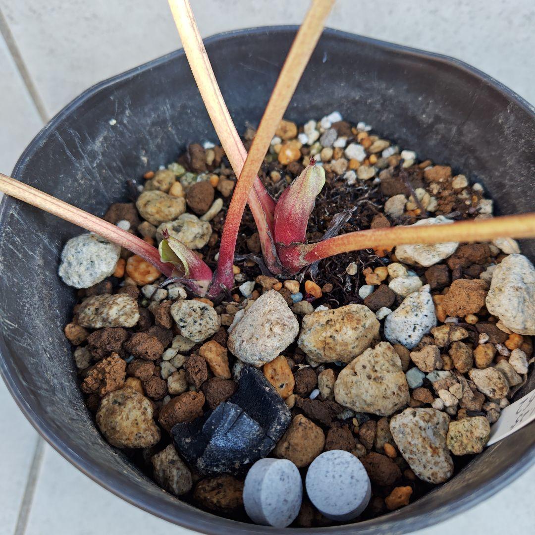 ラ*ち様 クリスマスローズ 広瀬園芸 ddピンクぼかしオーレア② 株分け