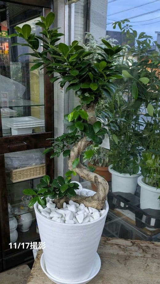 縁起物　人生大吉　ガジュマル　昇り龍　曲げ作り