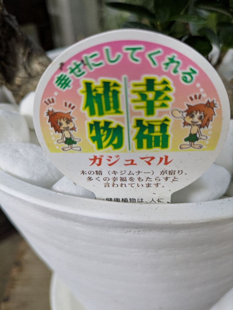 縁起物　人生大吉　ガジュマル　昇り龍　曲げ作り