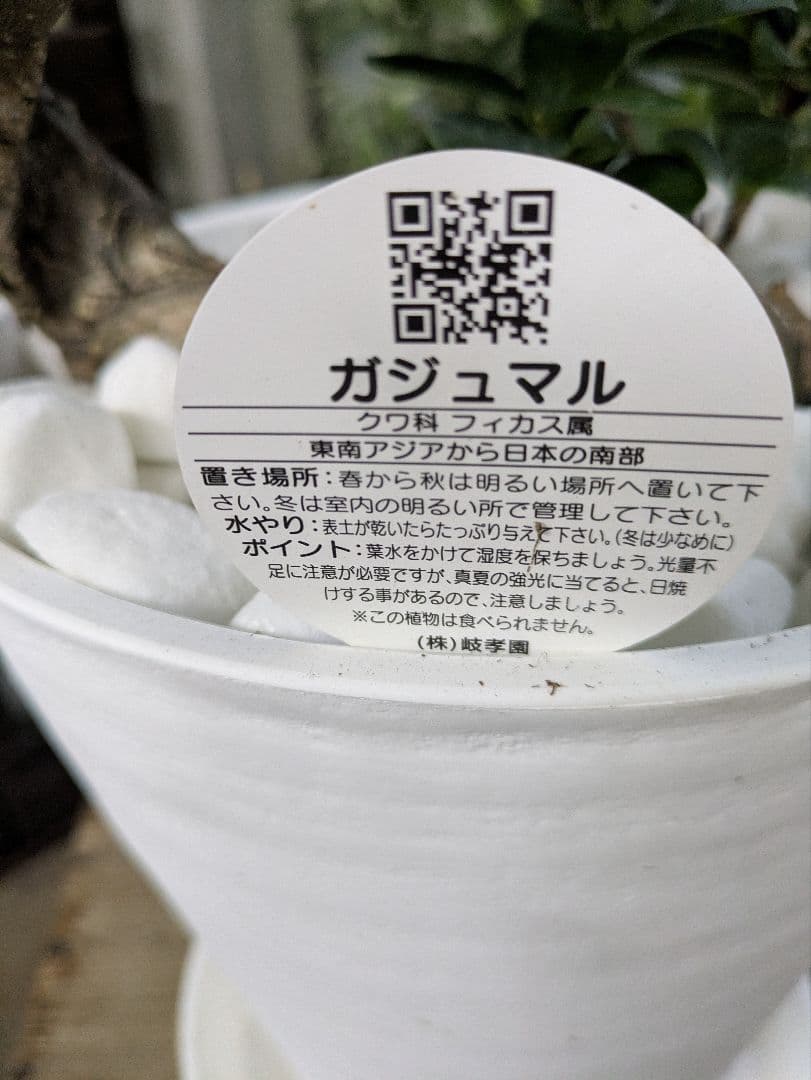 縁起物　人生大吉　ガジュマル　昇り龍　曲げ作り