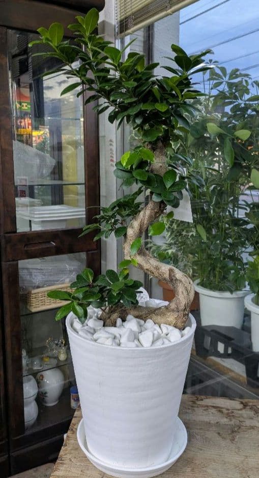 縁起物　人生大吉　ガジュマル　昇り龍　曲げ作り