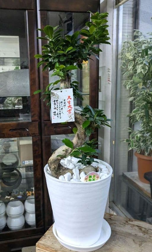 縁起物　人生大吉　ガジュマル　昇り龍　曲げ作り