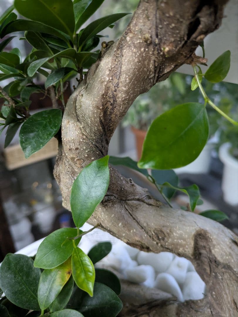 縁起物　人生大吉　ガジュマル　昇り龍　曲げ作り