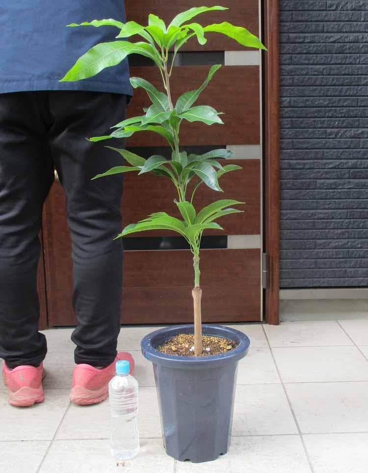 【現品】紅キーツマンゴー苗木　別名：紅キーツ　8号　マンゴーの木　大株　F9番