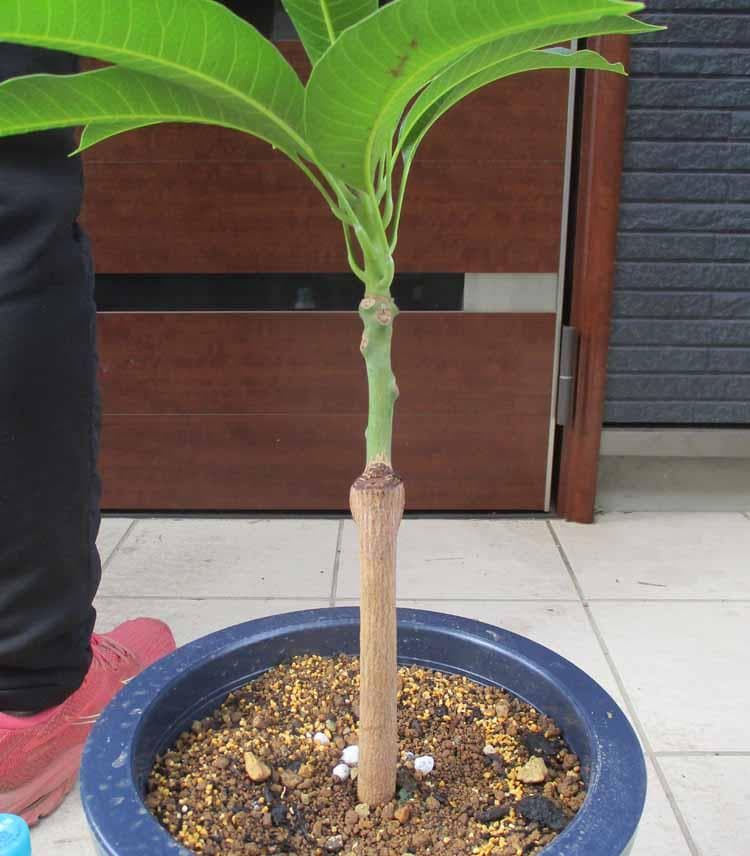 【現品】紅キーツマンゴー苗木　別名：紅キーツ　8号　マンゴーの木　大株　F9番