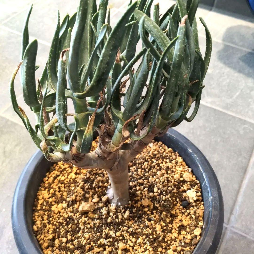 アロエ　ラモシシマ 特大株　珍奇植物　塊根植物　コーデックス　多肉植物　パキプス