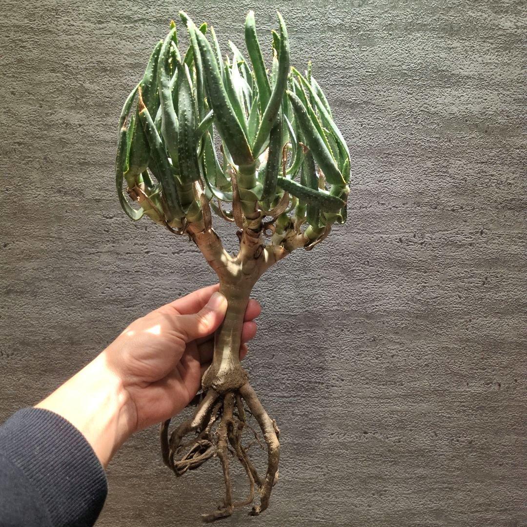 アロエ　ラモシシマ 特大株　珍奇植物　塊根植物　コーデックス　多肉植物　パキプス