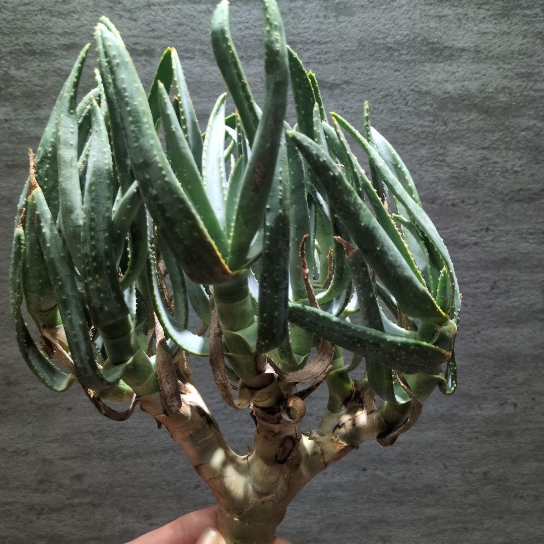 アロエ　ラモシシマ 特大株　珍奇植物　塊根植物　コーデックス　多肉植物　パキプス