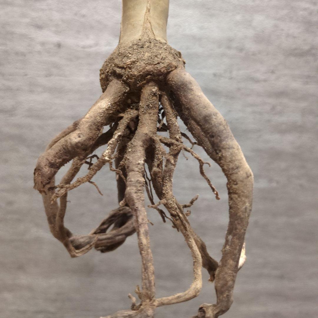 アロエ　ラモシシマ 特大株　珍奇植物　塊根植物　コーデックス　多肉植物　パキプス