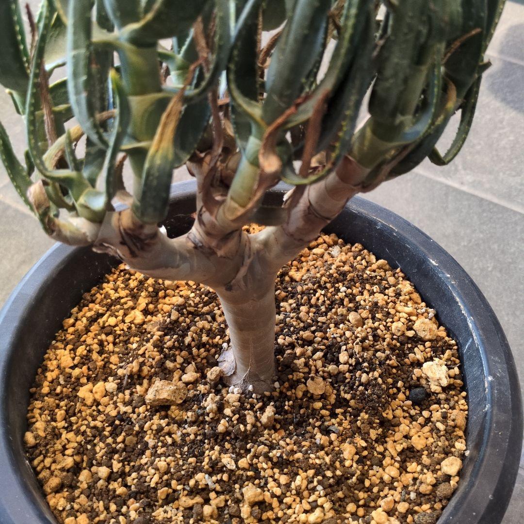 アロエ　ラモシシマ 特大株　珍奇植物　塊根植物　コーデックス　多肉植物　パキプス