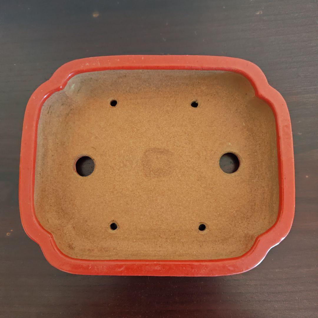 珊瑚　長方形鉢　渡辺一興