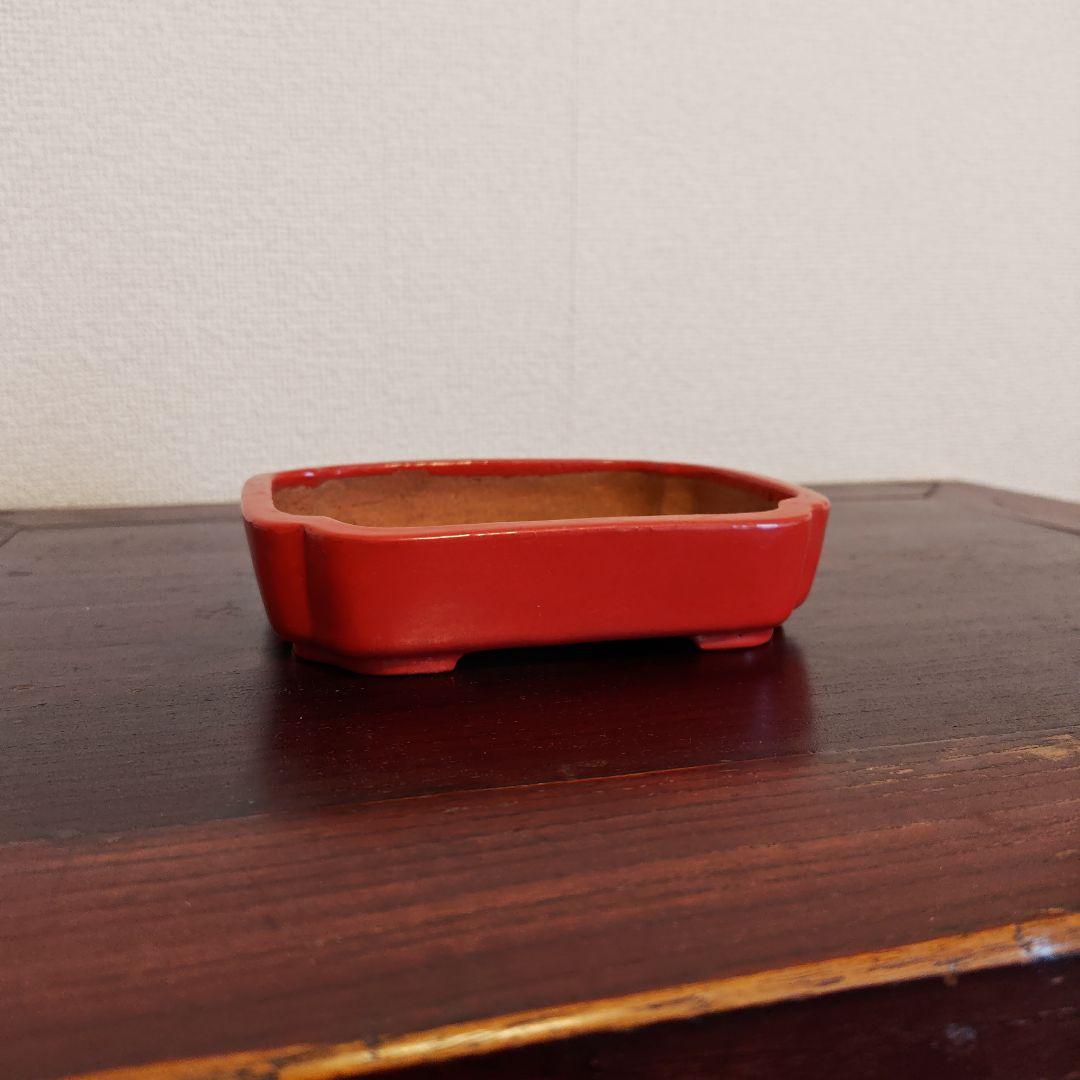 珊瑚　長方形鉢　渡辺一興