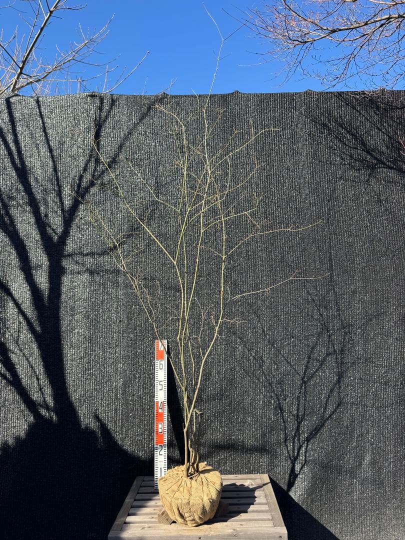 山採り　ヤマモミジ　株立ち　美幹　自然樹形　【品番3532】