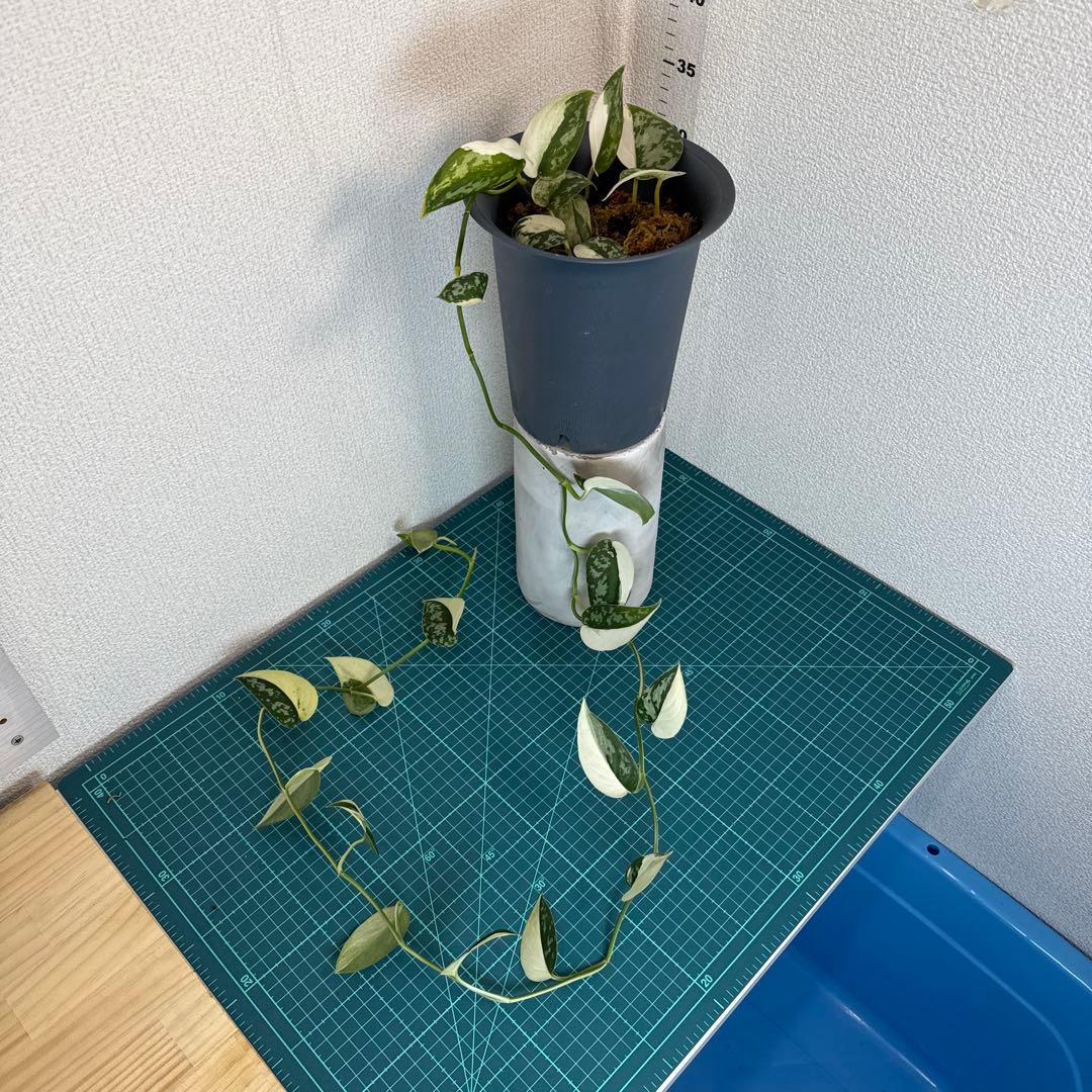 【全長約1m!!】スキンダプサス マヤリ 斑入り ハンギング