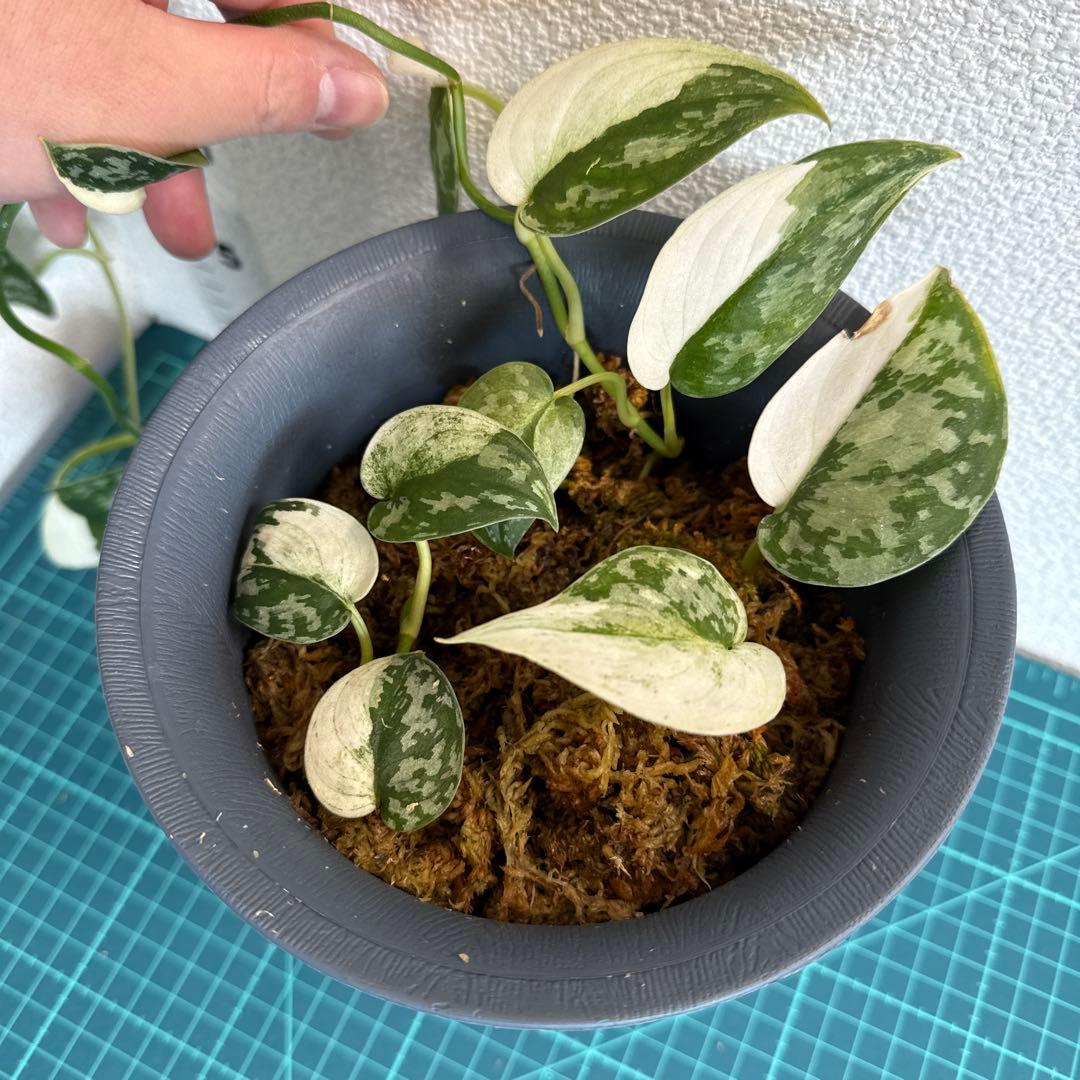 【全長約1m!!】スキンダプサス マヤリ 斑入り ハンギング