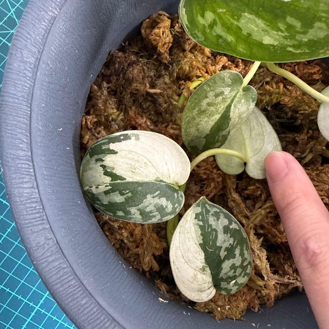 【全長約1m!!】スキンダプサス マヤリ 斑入り ハンギング