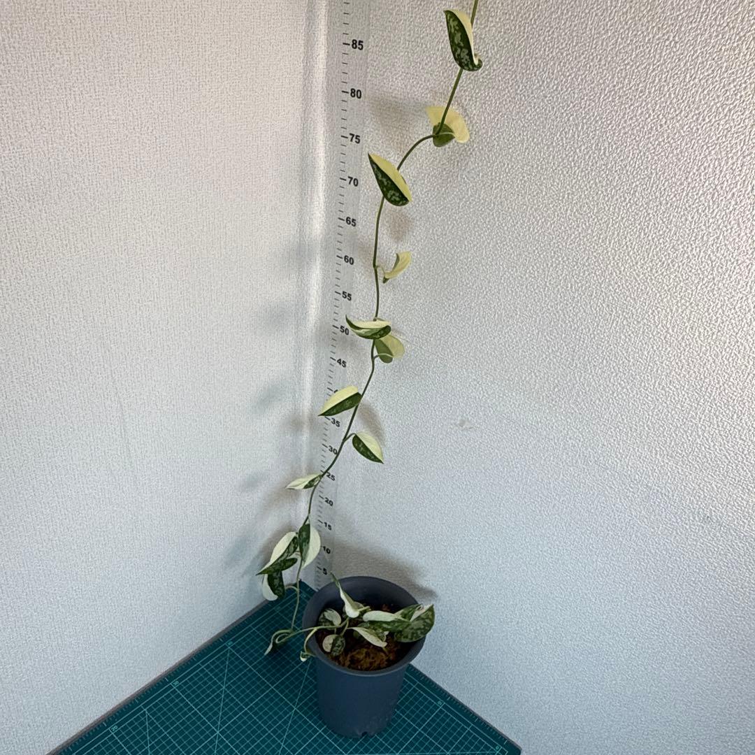 【全長約1m!!】スキンダプサス マヤリ 斑入り ハンギング