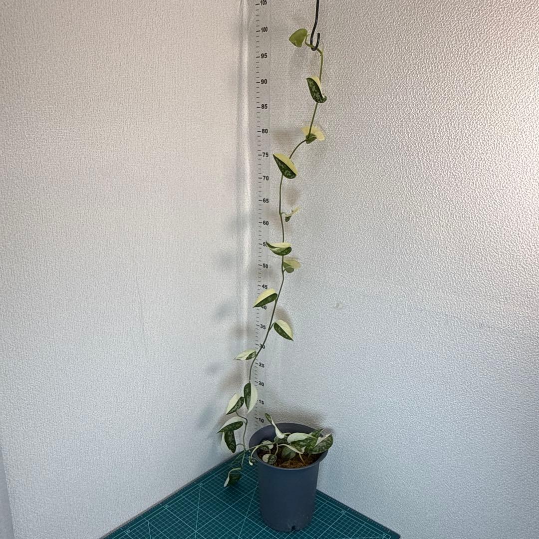 【全長約1m!!】スキンダプサス マヤリ 斑入り ハンギング