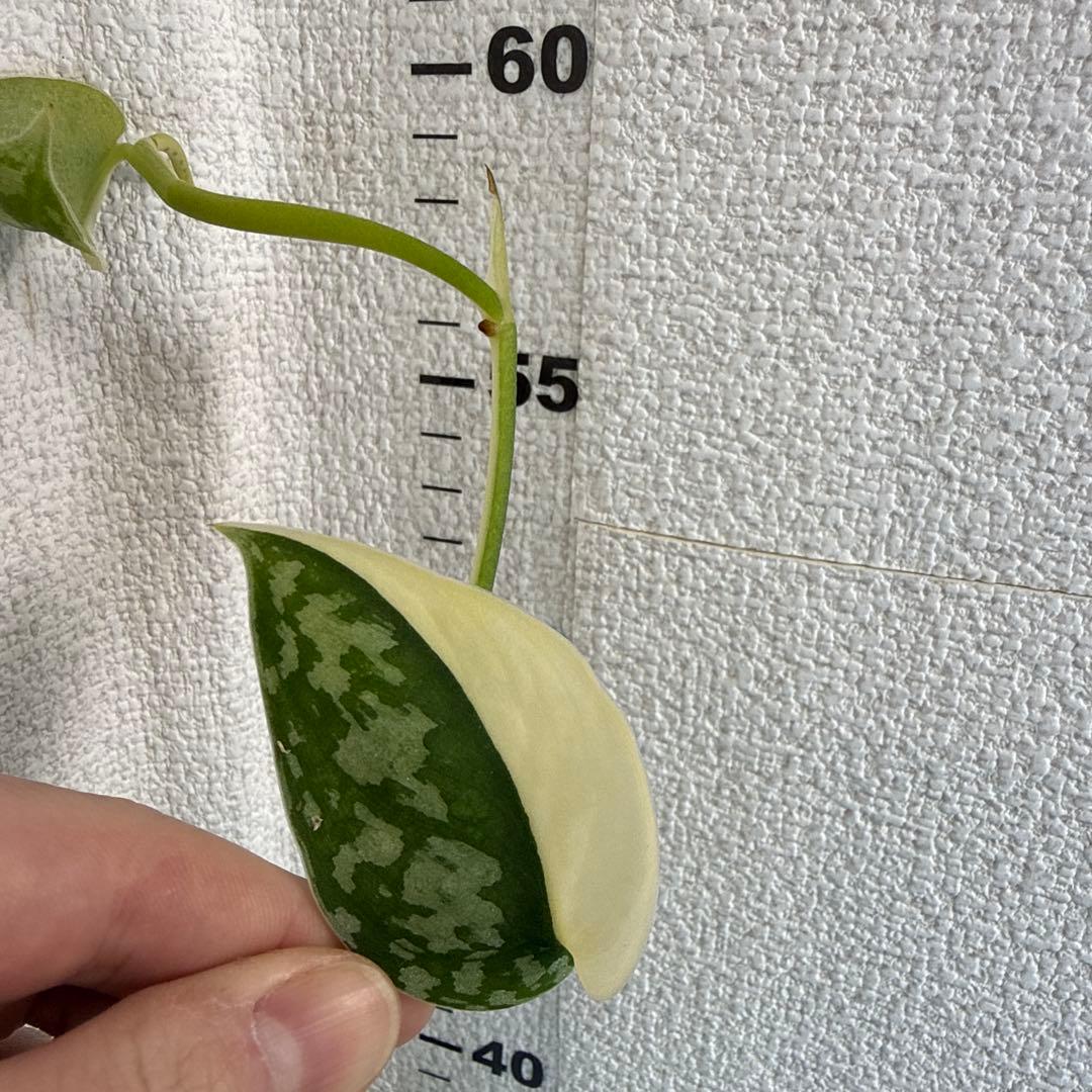 【全長約1m!!】スキンダプサス マヤリ 斑入り ハンギング