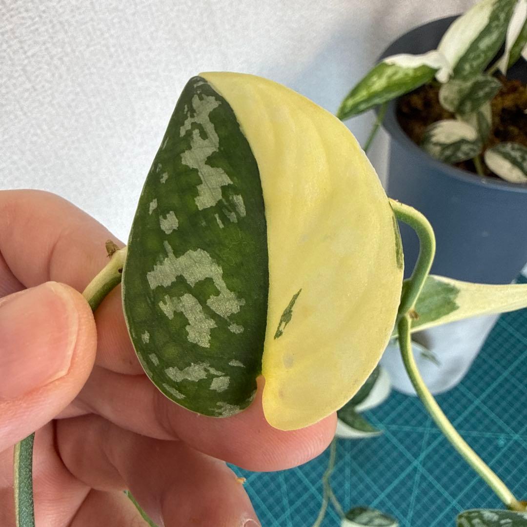 【全長約1m!!】スキンダプサス マヤリ 斑入り ハンギング