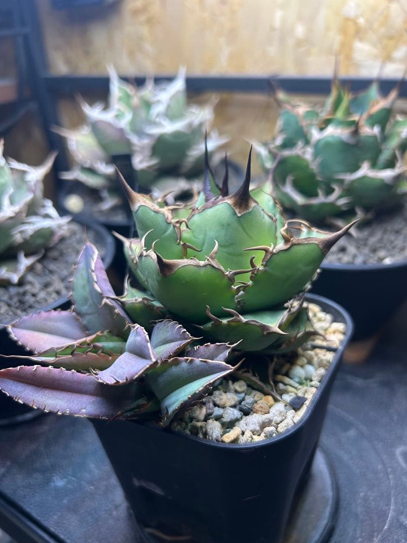 チタノタ　ノーネーム　コンパクタ　ボールタイプ　子株付き