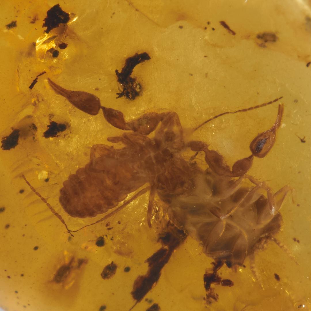 レア極上品 PA0038虫入り琥珀化石　ミャンマーカムティかタナイ9900万年前