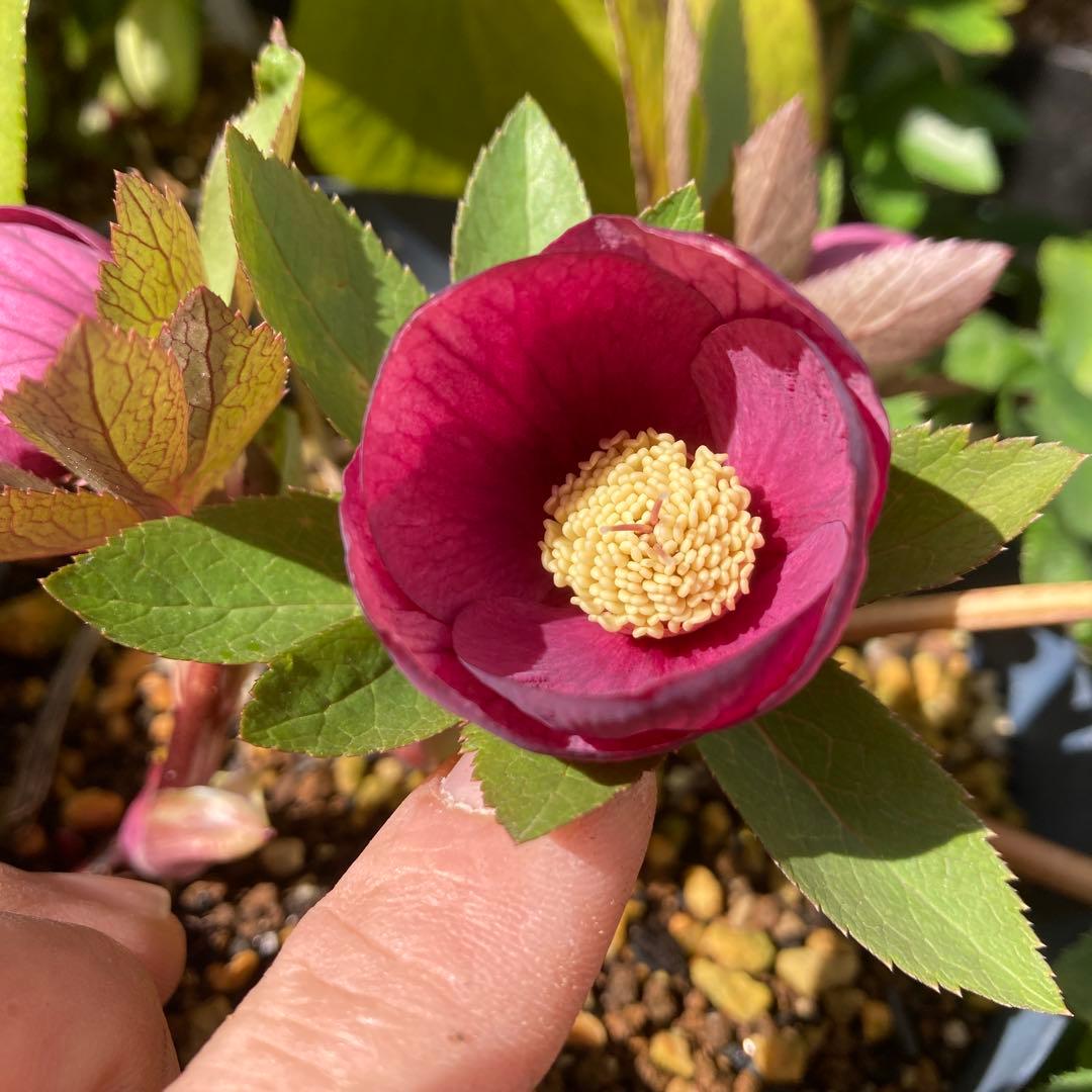 クリスマスローズ　赤オーレア　株分け前提