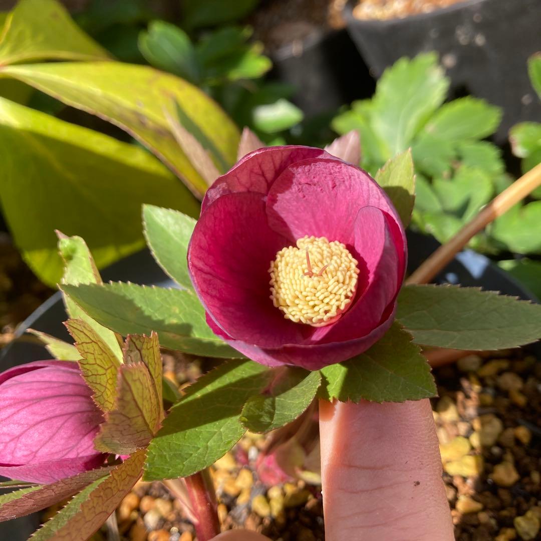 クリスマスローズ　赤オーレア　株分け前提