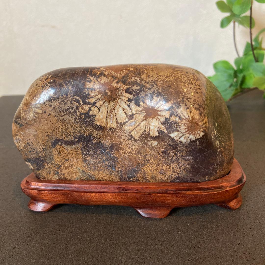 歳末フェア価格　ゴールドの世界　菊花石　★鑑賞石　菊花石　水石