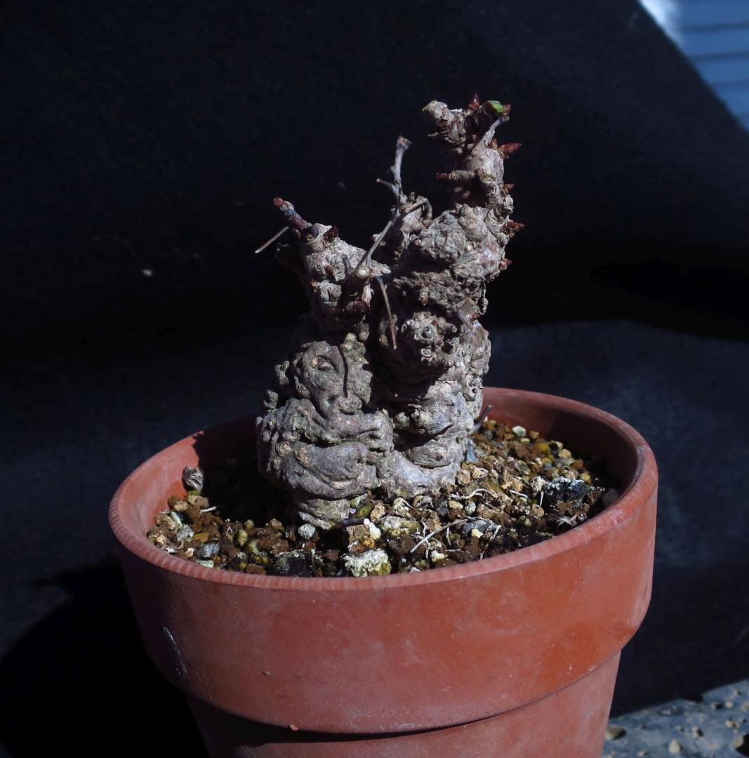 五葉あけび　アケビ　太幹　小品盆栽