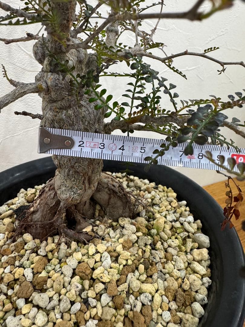 【鉢植えのまま発送】オペルクリカリア・パキプス 実生11年株