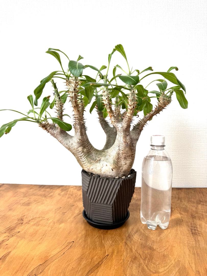 パキポディウム　エニグマ　大株　NEOSHIHO× BOTANIZE鉢　n/oh