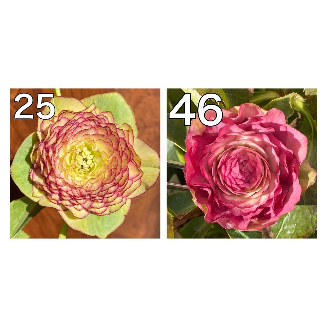 アフロディーテ緑×千重咲レッドグラデーション★クリスマスローズ交配苗★開花予定株