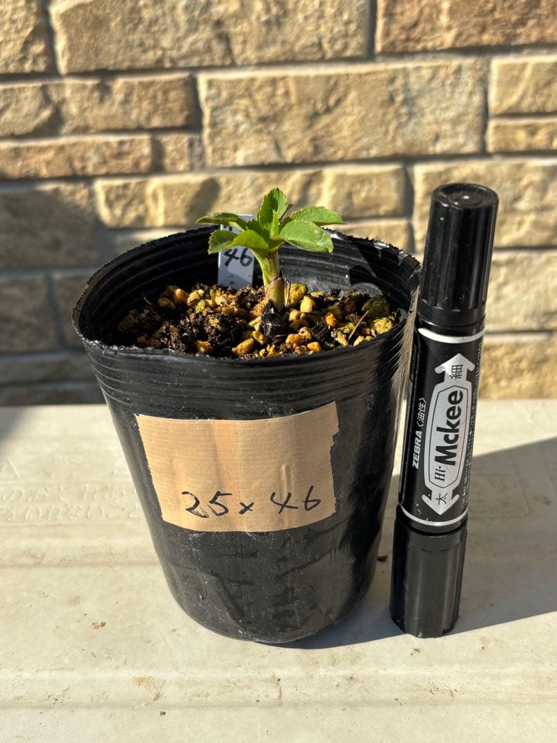 アフロディーテ緑×千重咲レッドグラデーション★クリスマスローズ交配苗★開花予定株