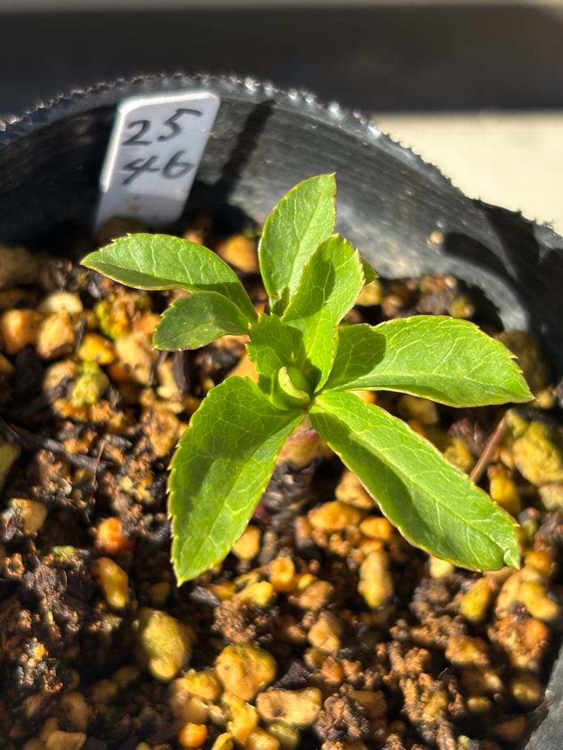 アフロディーテ緑×千重咲レッドグラデーション★クリスマスローズ交配苗★開花予定株