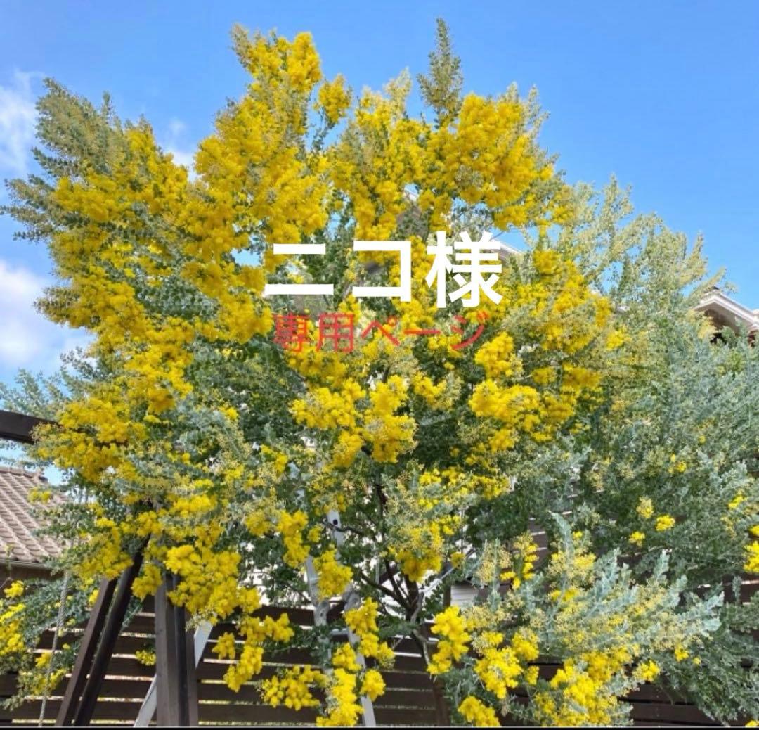 ニコページ　パールアカシア