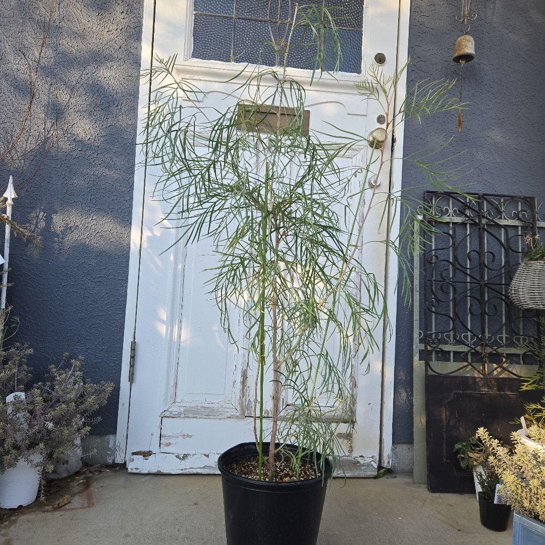 グレビレア　ピンクサプライズ　8号　特大苗木最高等級　希少品種