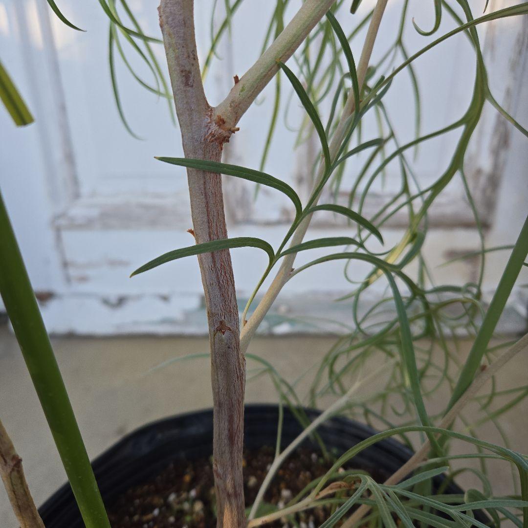 グレビレア　ピンクサプライズ　8号　特大苗木最高等級　希少品種