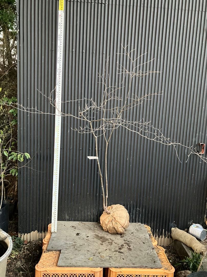 山採り　ヤマボウシ