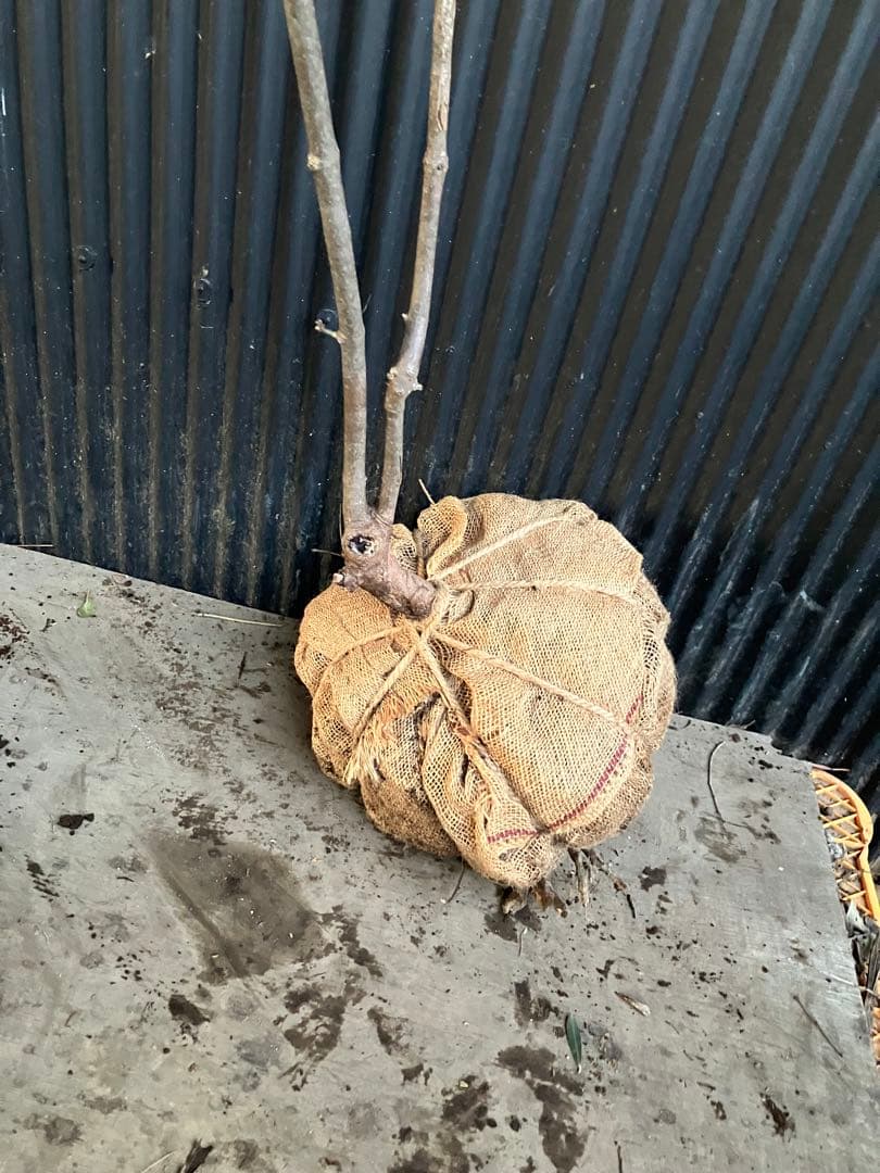 山採り　ヤマボウシ