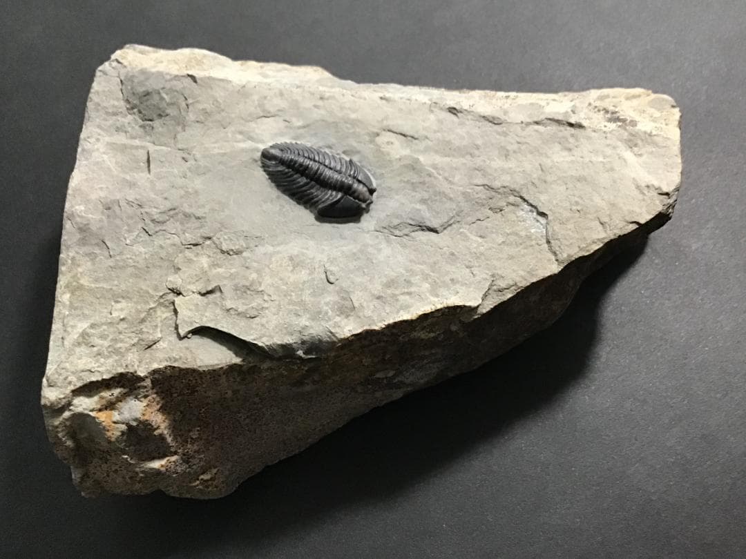 シュードキベレ [TB45] 三葉虫 超希少種 レア