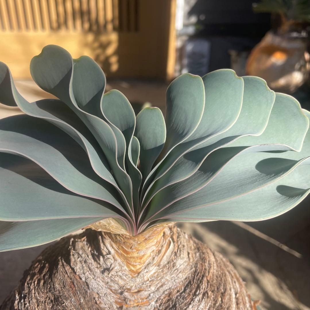 晴*様 ブーファン ハエマンソイデス