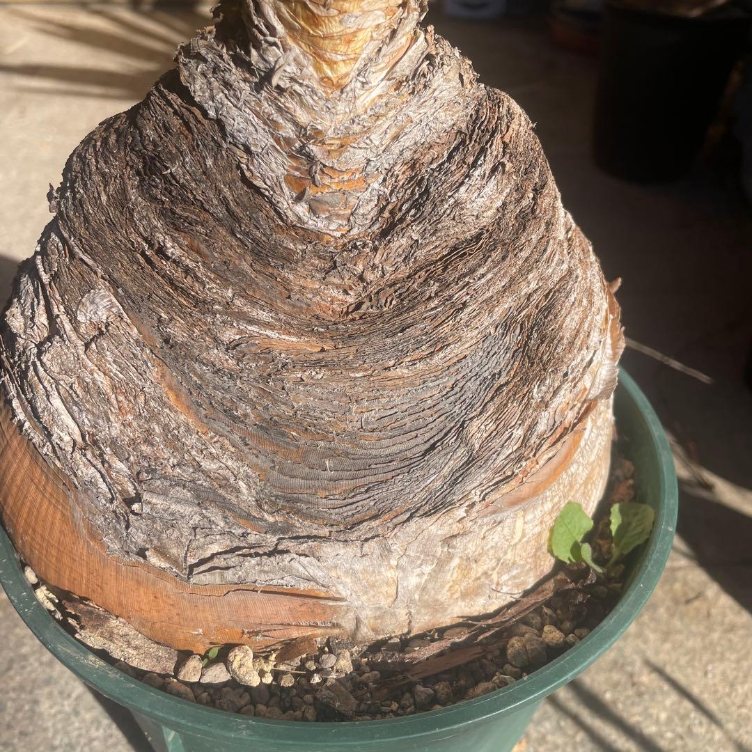 晴*様 ブーファン ハエマンソイデス