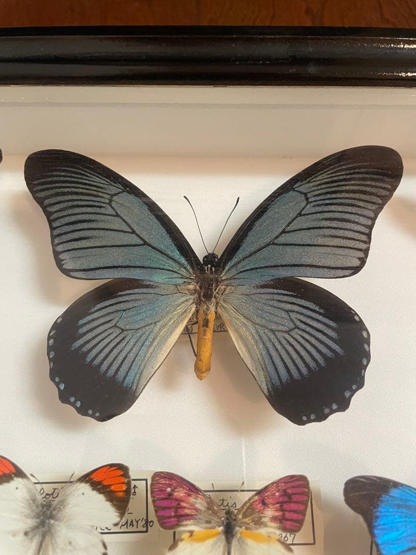 【蝶標本】ドルリーオオアゲハ他