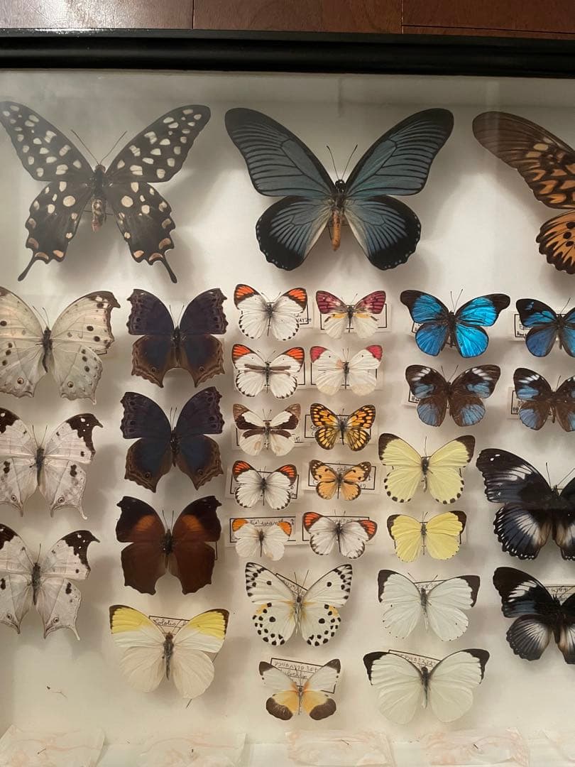 【蝶標本】ドルリーオオアゲハ他