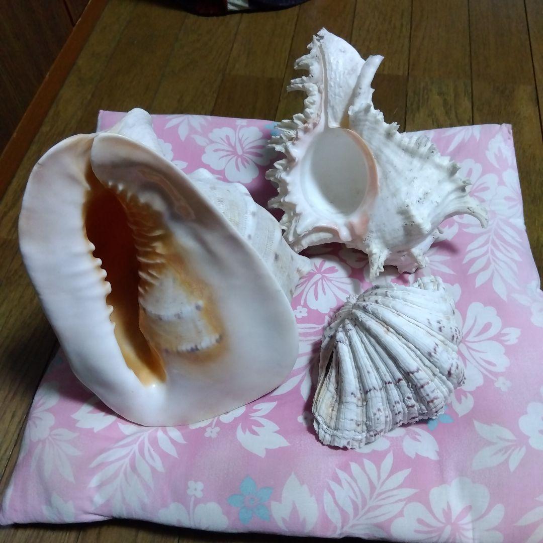 .大きな貝殻　海　置物　飾り